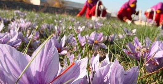 زمین زعفران