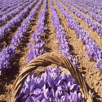 بهترین زعفران ایران