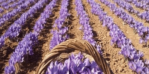 بهترین زعفران ایران