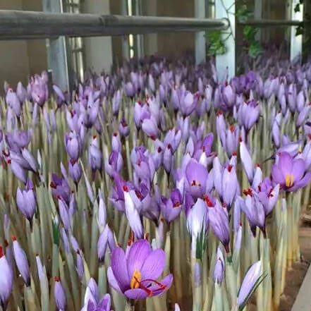 زعفران گل خانه ای