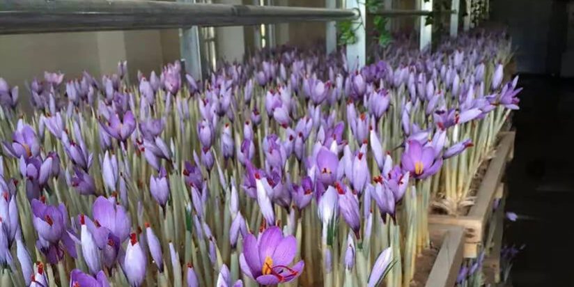 زعفران گل خانه ای