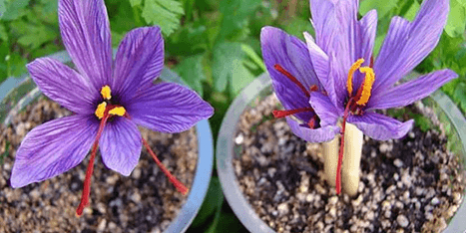 کاشت زعفران در خانه