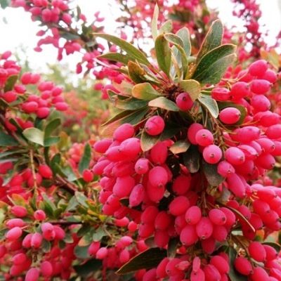 کاربرد بخش‌های مختلف گیاه زرشک