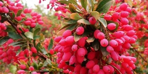 کاربرد بخش‌های مختلف گیاه زرشک