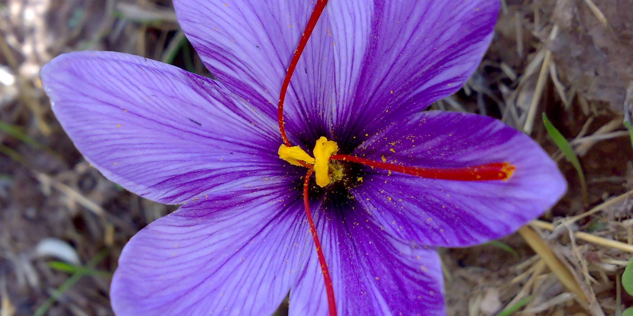 کاشت زعفران در سراسر دنیا