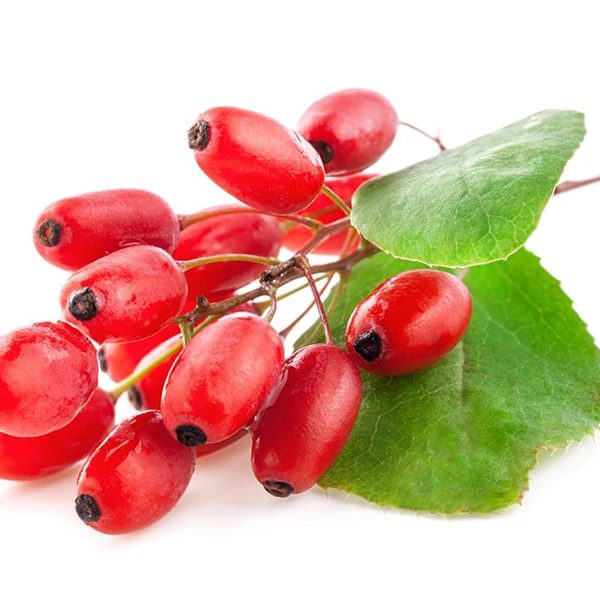 آشنایی با گیاه زرشک