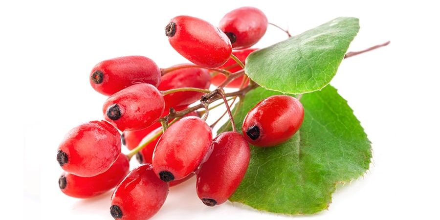 آشنایی با گیاه زرشک